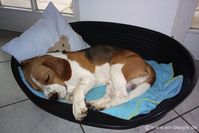 Beagle Moritz