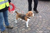 Beagle Moritz