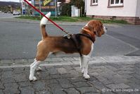 Beagle Moritz