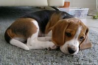 Moritz