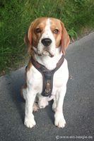 Beagle Moritz