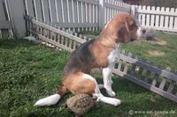 Beagle Moritz