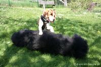 Beagle Moritz