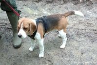 Beagle Moritz