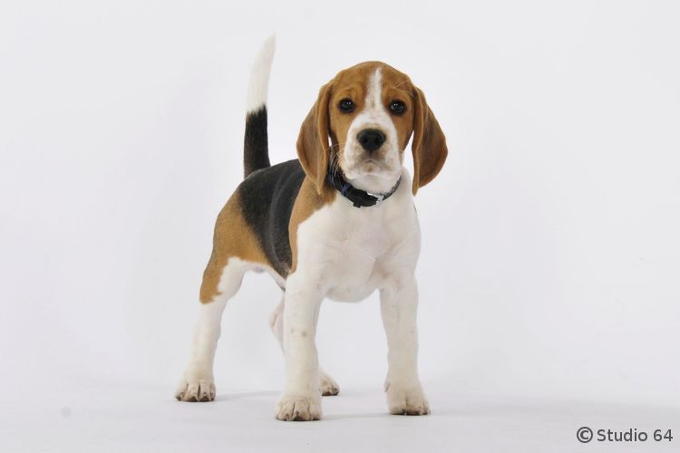 Beagle Moritz